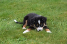 Berger australien (reu) 56356