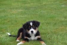 Berger australien (reu) 56356