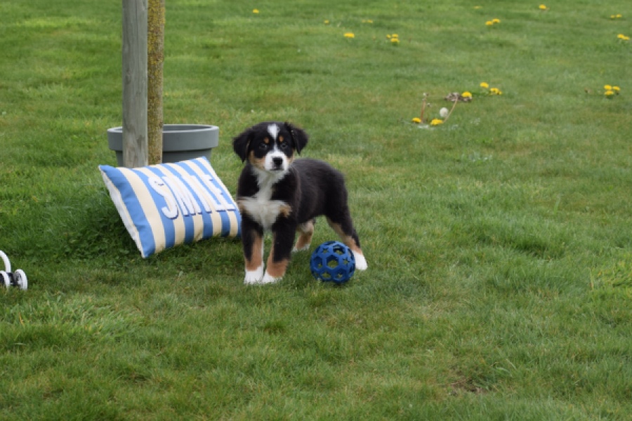 Berger australien (reu) 56356