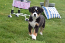 Berger australien (reu) 56356