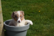 Berger australien (teef) 68293