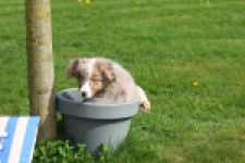 Berger australien (teef) 68293