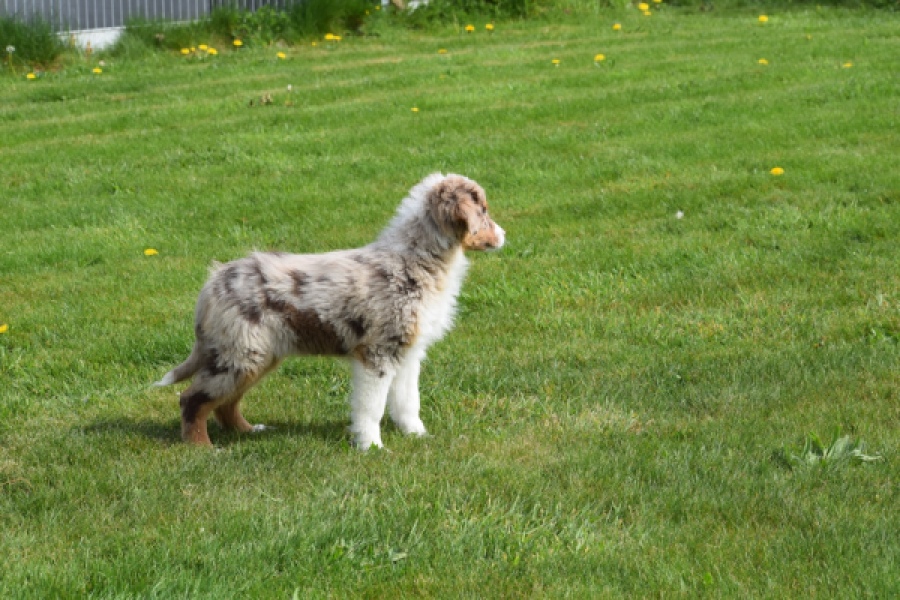 Berger australien (teef) 68293