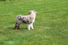 Berger australien (teef) 68293