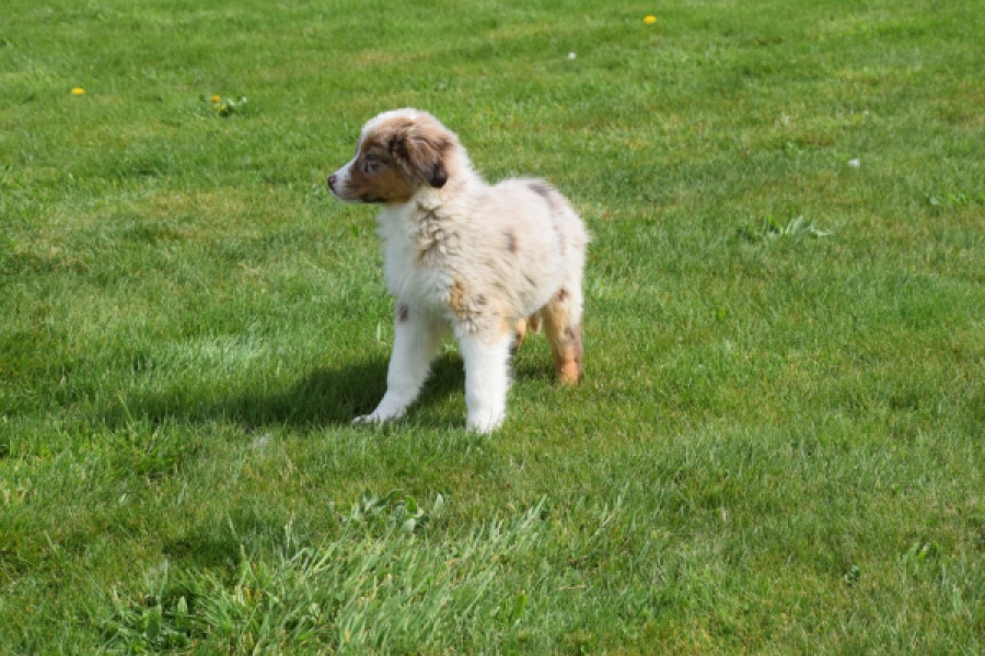 Berger australien (teef) 68293