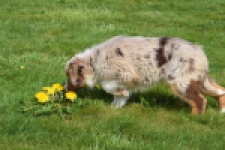 Berger australien (teef) 68293