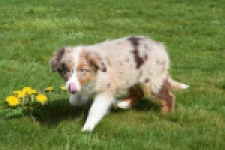 Berger australien (teef) 68293