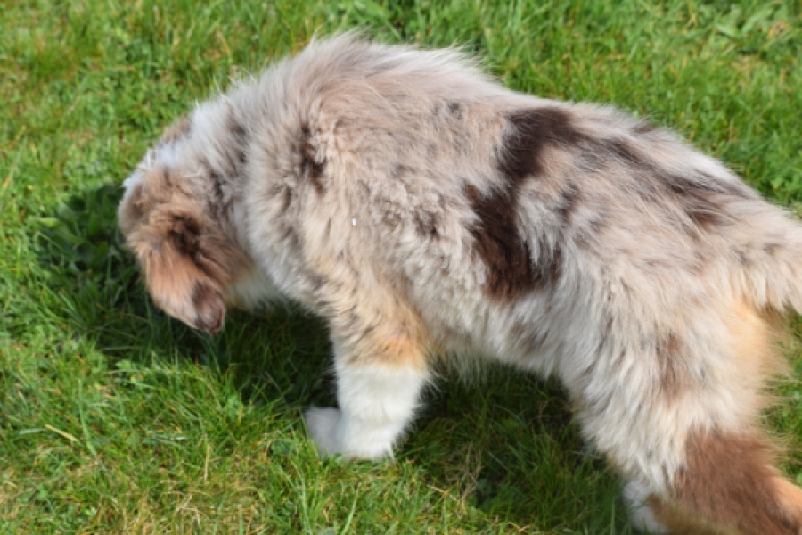 Berger australien (teef) 68293