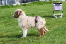 Berger australien (teef) 68293