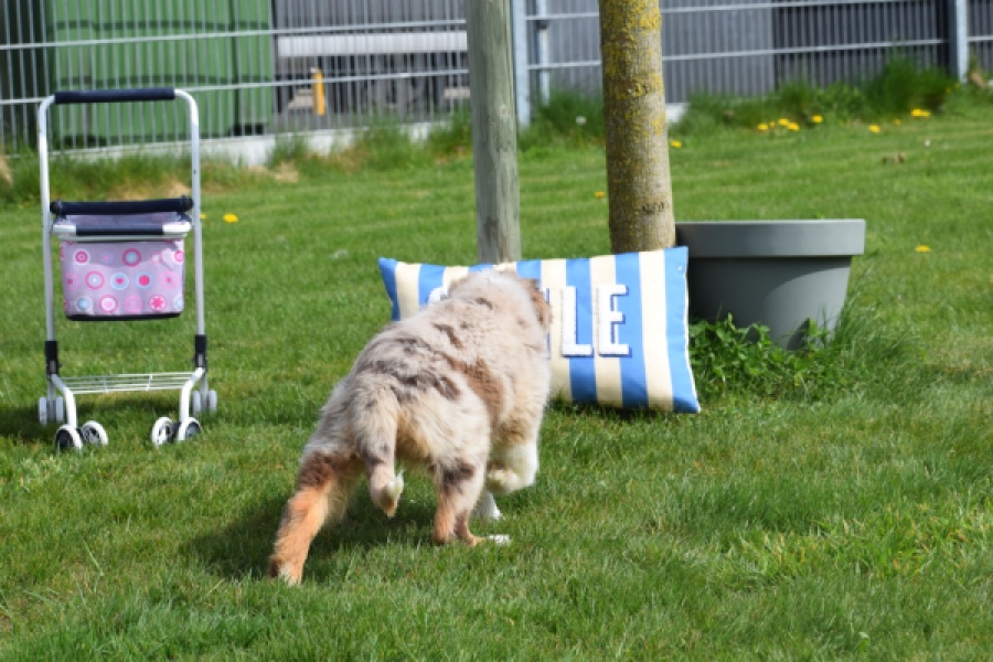 Berger australien (teef) 68293