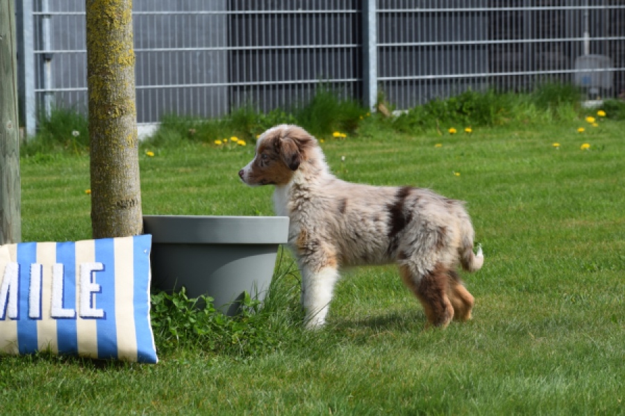 Berger australien (teef) 68293