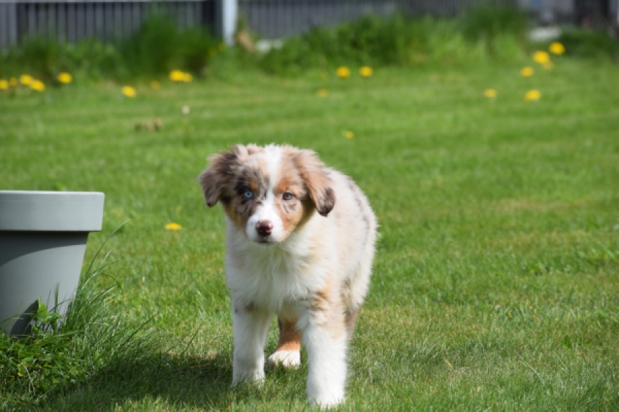 Berger australien (teef) 68293