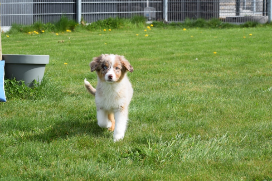 Berger australien (teef) 68293