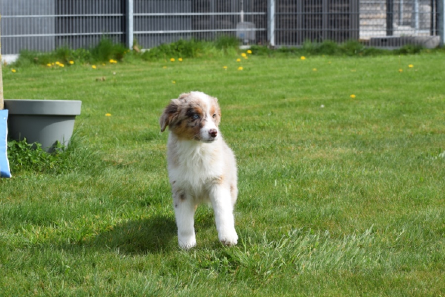 Berger australien (teef) 68293