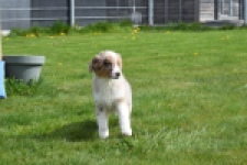 Berger australien (teef) 68293