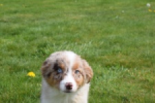 Berger australien (teef) 68293