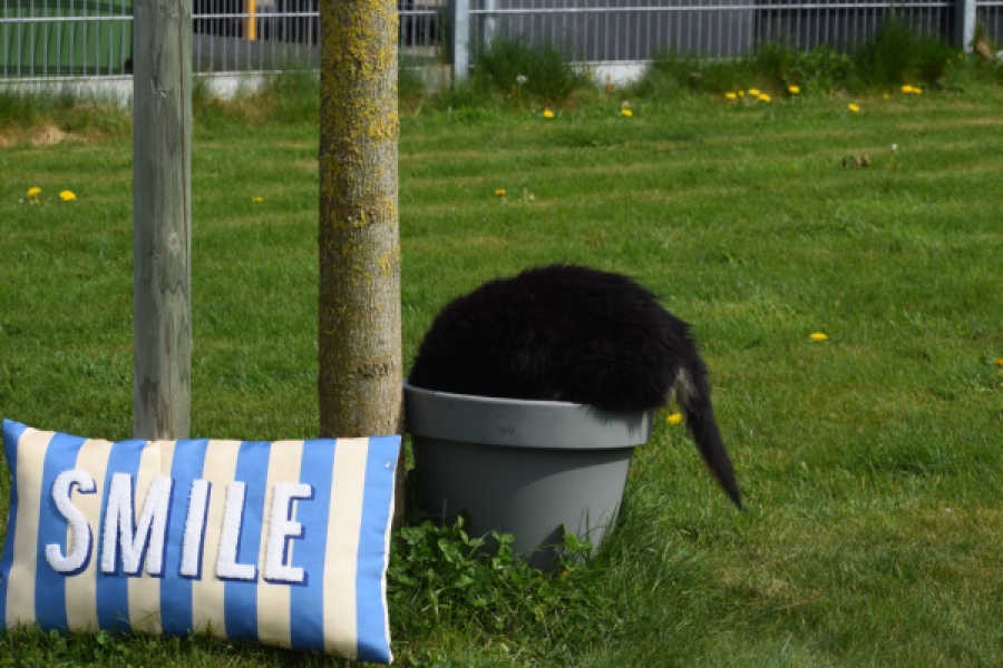 Berger australien (reu) 64499