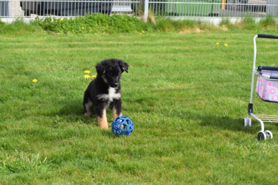 Berger australien (reu) 64499