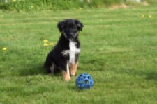 Berger australien (reu) 64499