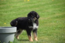 Berger australien (reu) 64499