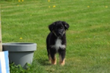 Berger australien (reu) 64499