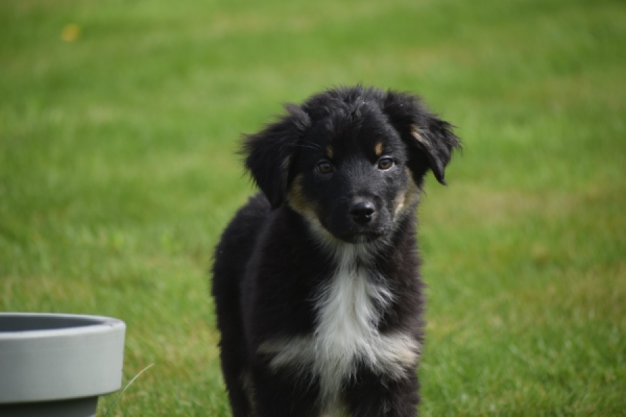 Berger australien (reu) 64499