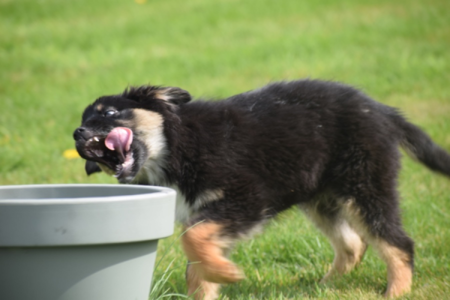 Berger australien (reu) 64499