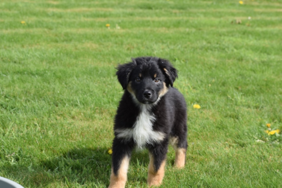 Berger australien (reu) 64499