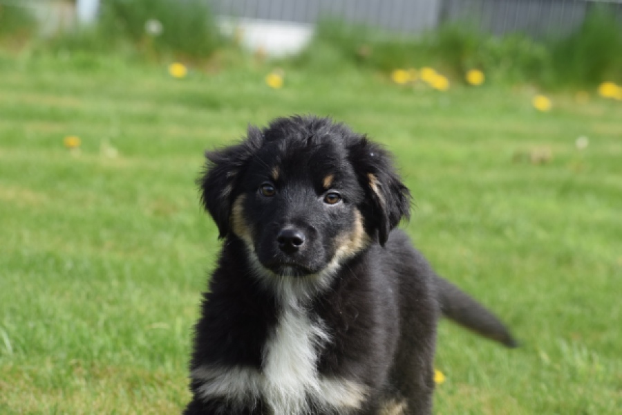 Berger australien (reu) 64499