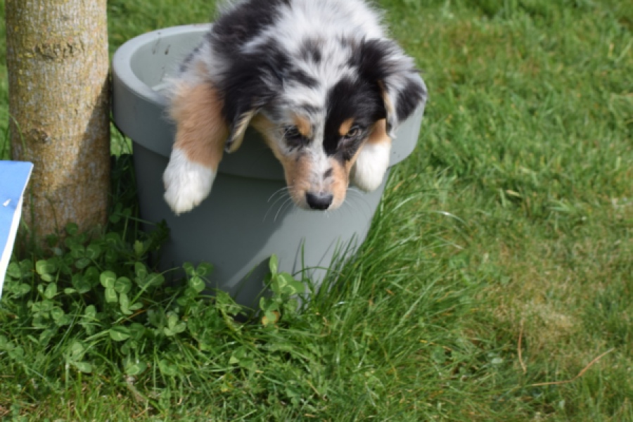 Berger australien (reu) 65264