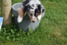 Berger australien (reu) 65264