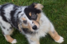 Berger australien (reu) 65264