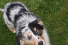 Berger australien (reu) 65264