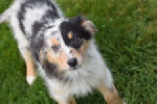 Berger australien (reu) 65264