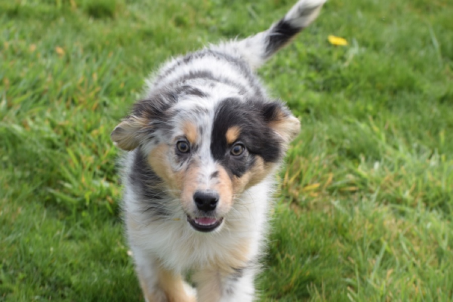 Berger australien (reu) 65264