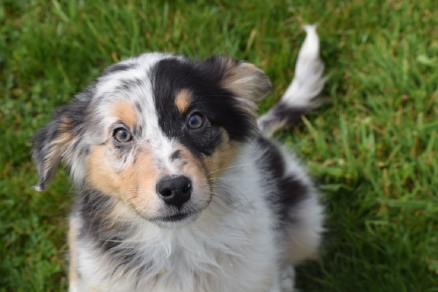 Berger australien (reu) 65264