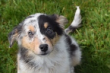 Berger australien (reu) 65264