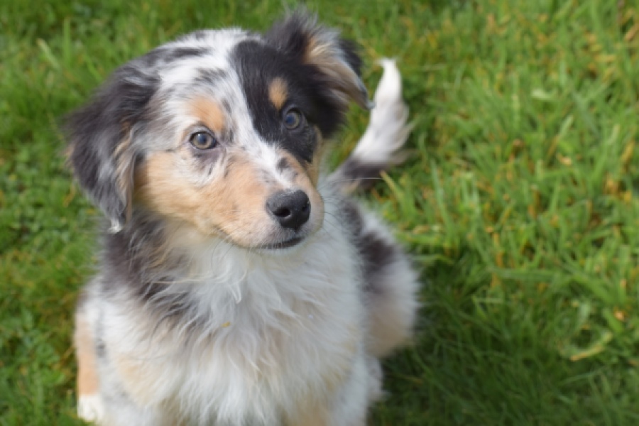 Berger australien (reu) 65264