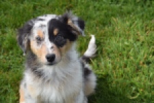 Berger australien (reu) 65264