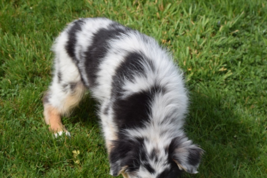 Berger australien (reu) 65264