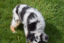 Berger australien (reu) 65264