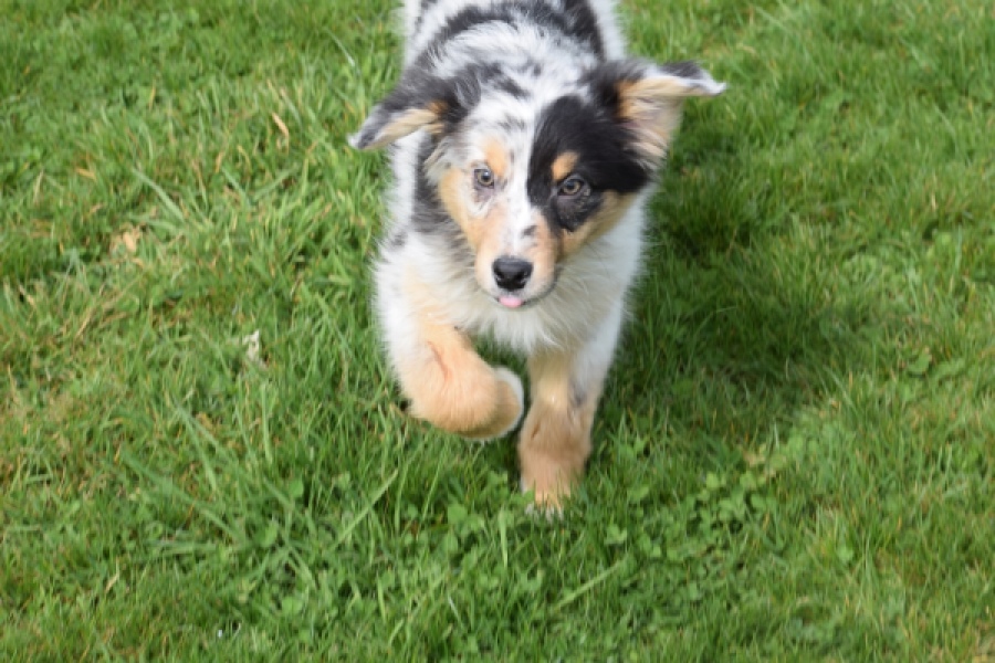 Berger australien (reu) 65264