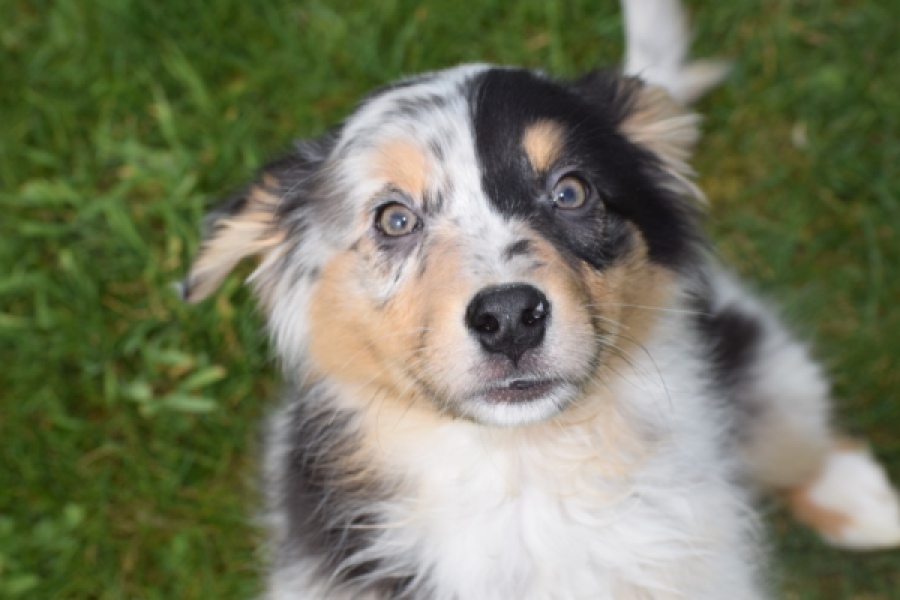 Berger australien (reu) 65264