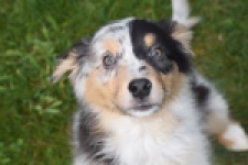 Berger australien (reu) 65264