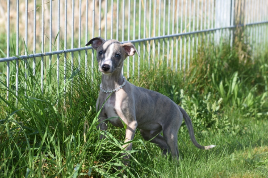 Whippet (reu) 98058