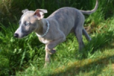 Whippet (reu) 98058