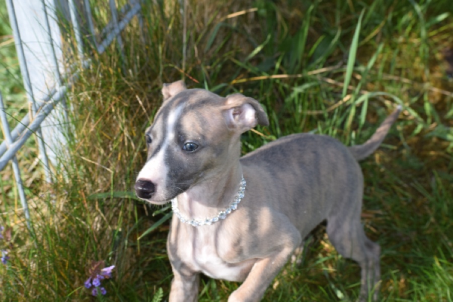 Whippet (reu) 98058