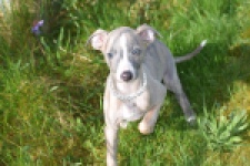 Whippet (reu) 98058