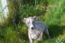 Whippet (reu) 98058