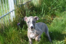 Whippet (reu) 98058